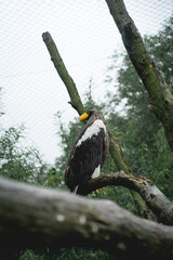 Bald Eagle sitting on a tree in the Zoo in The Netherlands, Diergaarde Blijdorp Rotterdam