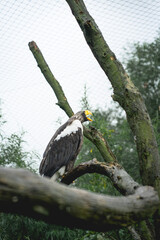 Bald Eagle sitting on a tree in the Zoo in The Netherlands, Diergaarde Blijdorp Rotterdam