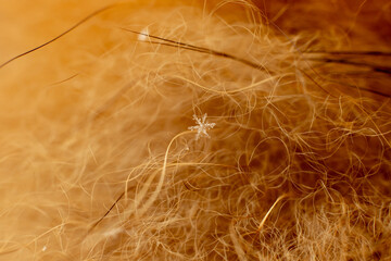 Snowflakes on an abstract background in beige and brown. Fur texture, villi. warm winter clothes, close-up. Wallpaper, close-up. Selective focus