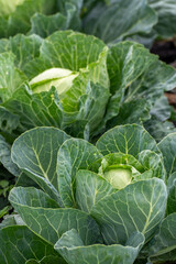 Two cabbage grows in a market garden