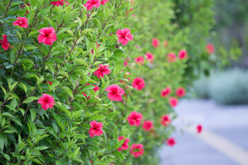 ハイビスカスの生垣