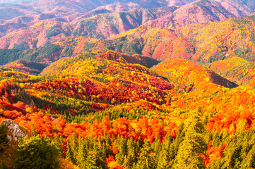 Autumn in Buila Vanturarita National Park, Carpathian Mountains, Romania. Vivid fall colors in forest. Colorful Autumn Leaves. Green, yellow, orange, red.