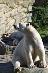 Eisbär Zoo Rostock