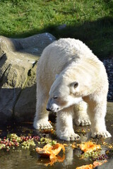 Eisbär Zoo Rostock