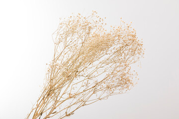 Dry plant with leave and flower on white background. Autumn flower arrangement.