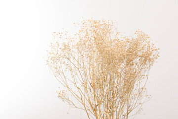 Dry plant with leave and flower on white background. Autumn flower arrangement.