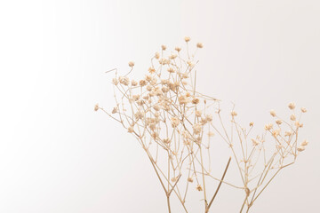 Dry plant with leave and flower on white background. Autumn flower arrangement.