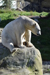 Eisbär Zoo Rostock