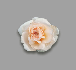 Closeup, Single rose white color flower blossom bloom isolated on gray for decoration background or advertising design product, Anniversary of love day