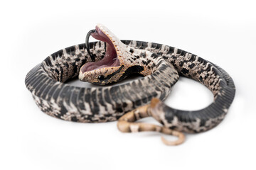 Eastern Hognose Snake playing dead