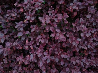 Alternanthera brasiliana, purple alternanthera plant, close-up view