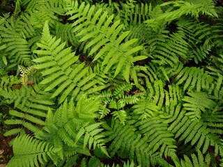fern plants in the forest, green background, top view
