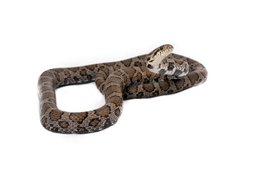 Eastern Milk Snake (Lampropeltis triangulum triangulum)