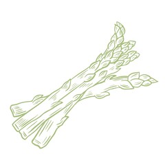 Fototapeta na wymiar Cut asparagus pods sketch, vector illustration. Several asparagus lie, isolated object. Healthy plant foods. Hand engraving.