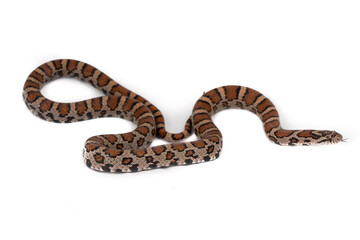 Fototapeta premium Eastern Milk Snake (Lampropeltis triangulum triangulum)