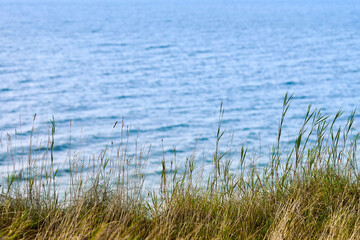 Dry grass, reeds, stalks blowing in wind, horizontal, blurred sea background, autumn dry grass