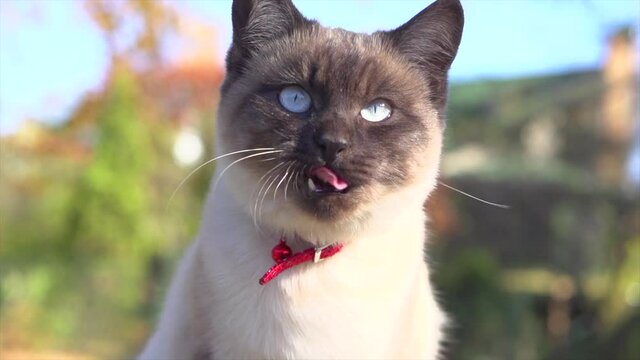 Cute Thai cat with blue eyes outdoor portrait. Purebred siamese kitten looking at camera and meows. Slow motion 4K