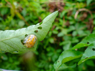 small insect with transparent wing in green leaf