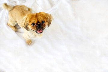 Pekingese dog stand on a white background