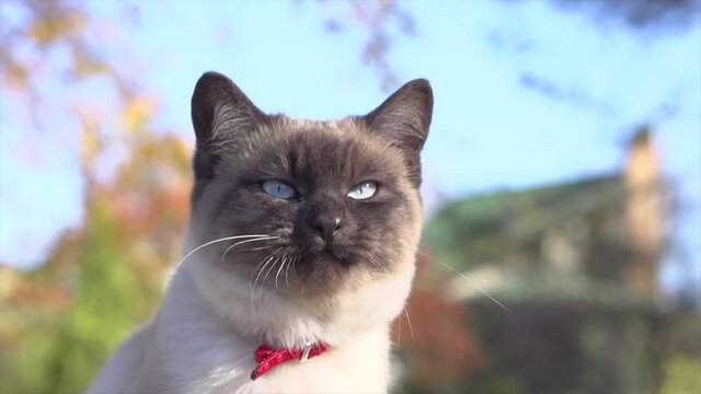 Cute Thai cat with blue eyes outdoor portrait. Purebred siamese kitten looking at camera and meows. Slow motion