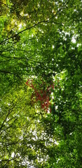 leaves in the forest