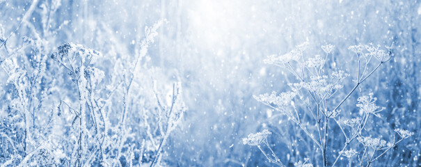 Winter Christmas and New Year background with snow-covered plants in winter during a snowfall. Greeting Christmas and New Year card