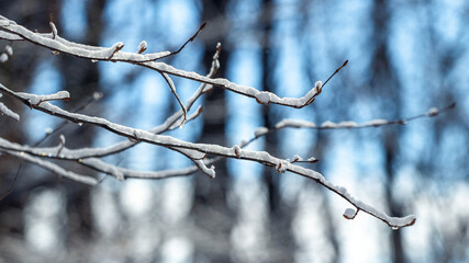 Snow-covered tree branches in the winter forest on a blurred background