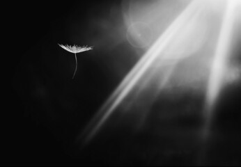 Close up of one, gliding dandelion seed in the rays of summer sun, copy space.