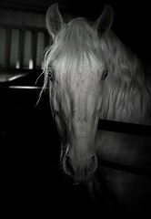 portrait of a horse