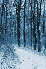Winter forest with dark silhouettes of trees and a snowy road