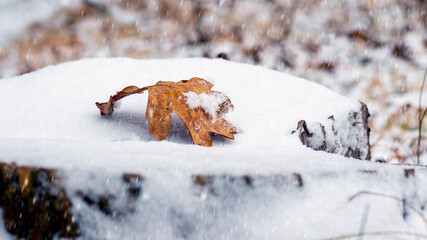 Snow-covered oak leaf on a snow-covered stump, winter view