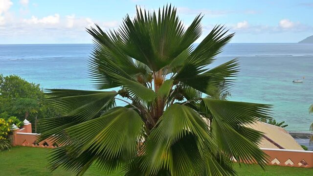 Tropical rain in Seychells