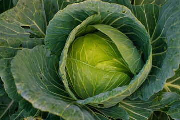 Obraz premium Green fresh cabbage growing in farm