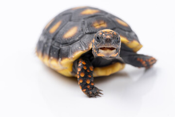 Fototapeta premium Baby Red Footed Tortoise