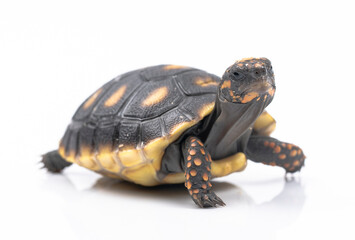 Baby Red Footed Tortoise