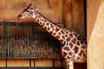 Girafa na hora da refeição - 465981448