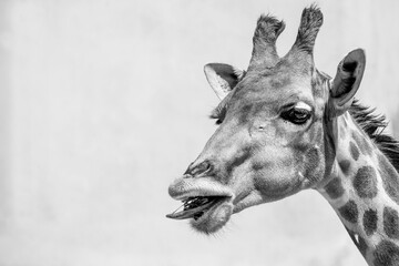 Girafa com a lingua de fora - 465981449