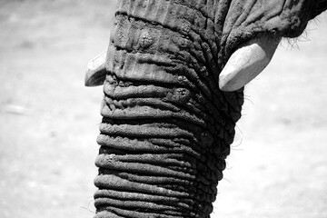 Pormenor de tromba de elefante a preto e branco - 465981451