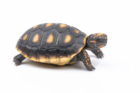 Baby Red Footed Tortoise