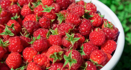 Delicious ripe raspberries from garden lie in white plate. Green grass background.