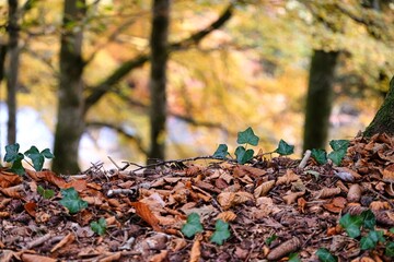 Herbstlaub mit Efeuranke am Waldrand vor einer Schlucht