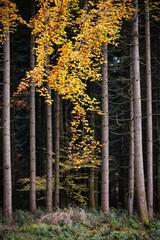 Buntes Herbstlaub an einem Ast vor Waldrand mit Baumstämmen