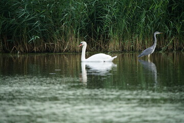 Cygnus olor, weiß gefiederter Schwan oder Höckerschwan auf einem stillen See mit Schilfrohr,...