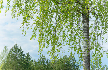 birch with young leaves against the sky in spring
