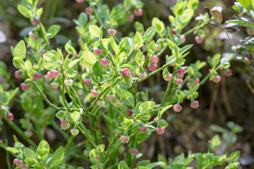 delicate pink blueberry flowers on a bush in the forest in early spring