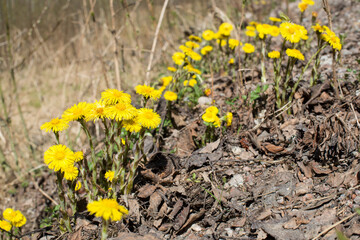 Obraz premium Tussilago many flowers in a row - crowded with each other - spring background