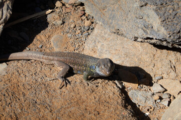 A lizard on Tamadite Beach, in the Anaga Massif. Tenerife. Canary Islands. Spain
