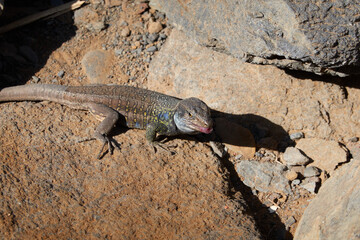 A lizard on Tamadite Beach, in the Anaga Massif. Tenerife. Canary Islands. Spain