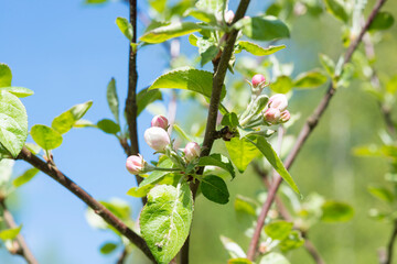 blooming apple tree - one branch