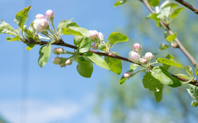 a branch of an apple tree in early spring with still unopened buds